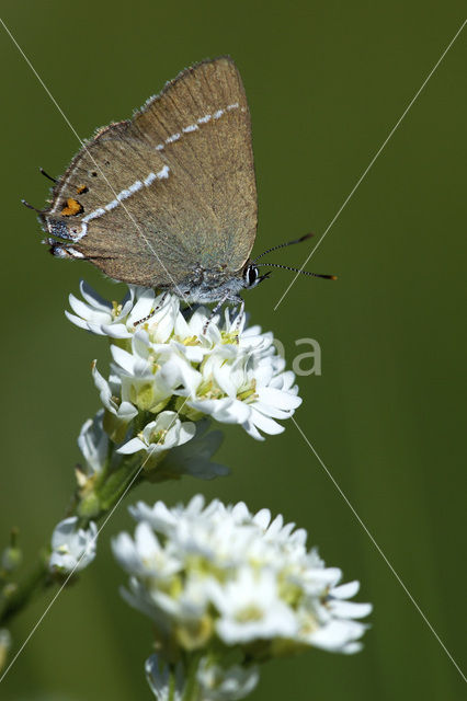 Wegedoornpage (Satyrium spini)