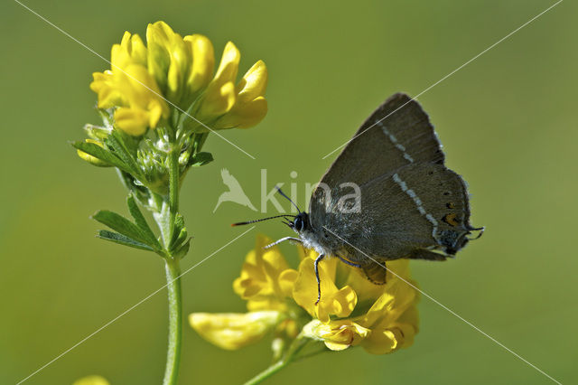 Wegedoornpage (Satyrium spini)