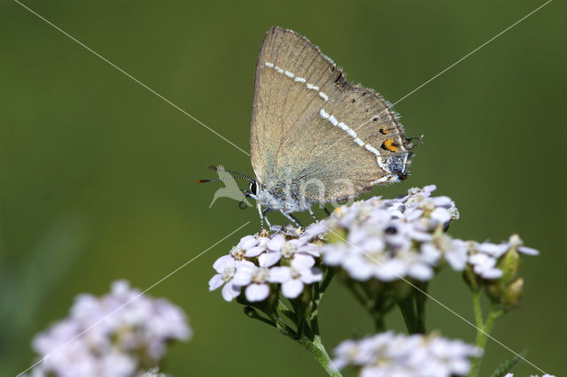 Wegedoornpage (Satyrium spini)