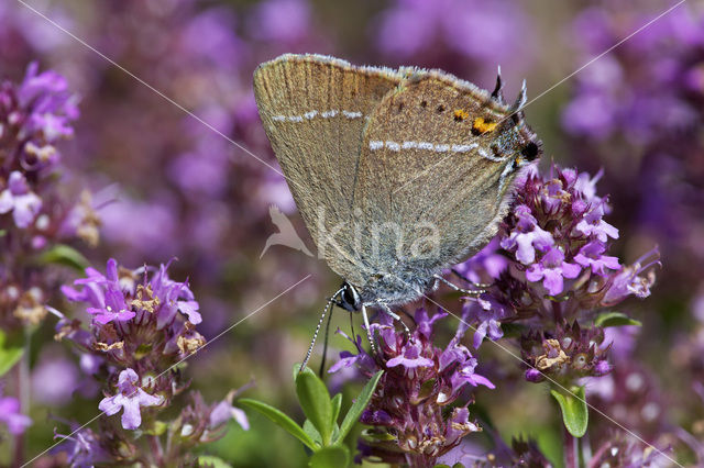 Wegedoornpage (Satyrium spini)