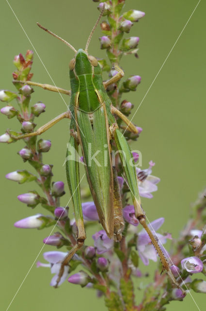 Wekkertje (Omocestus viridulus)