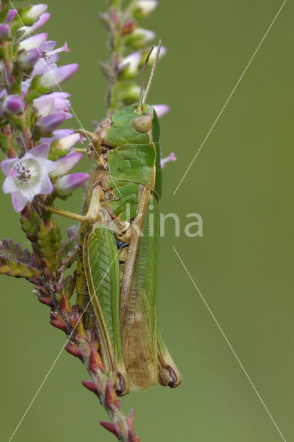 Wekkertje (Omocestus viridulus)