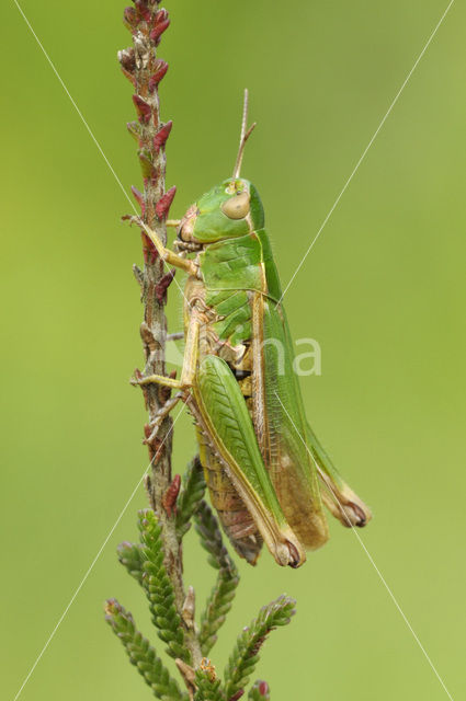 Wekkertje (Omocestus viridulus)