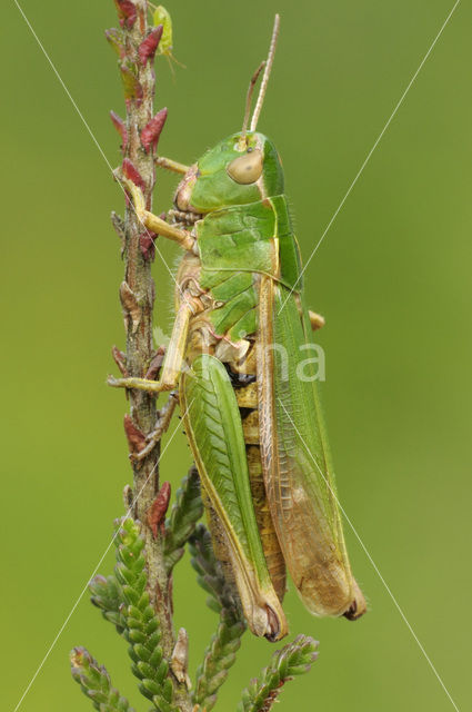 Wekkertje (Omocestus viridulus)