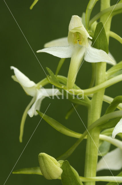 Welriekende nachtorchis (Platanthera bifolia)