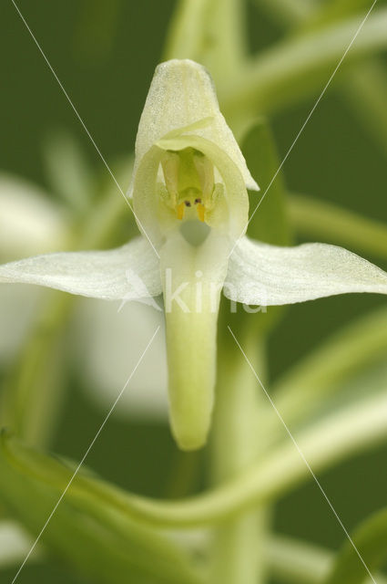 Welriekende nachtorchis (Platanthera bifolia)