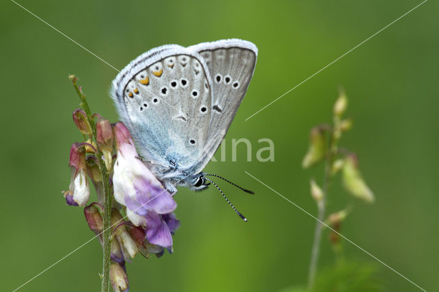 Wikkeblauwtje (Polyommatus amandus)