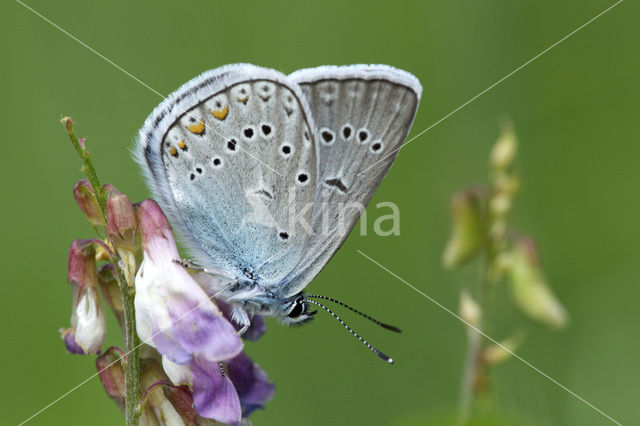 Amanda’s Blue (Polyommatus amandus)