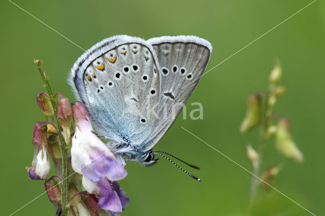 Amanda’s Blue (Polyommatus amandus)