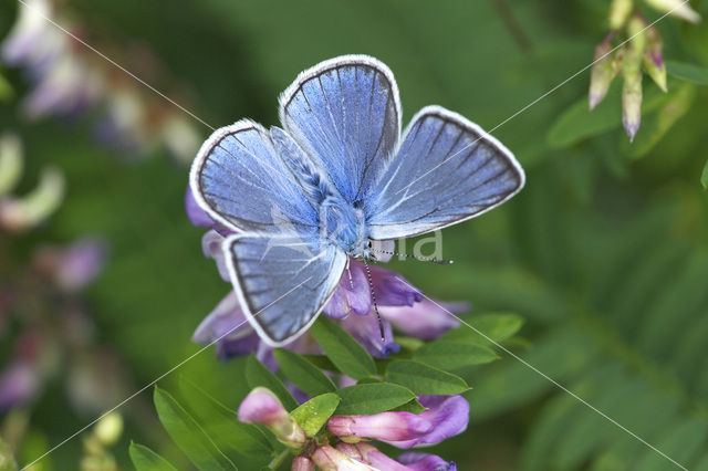 Wikkeblauwtje (Polyommatus amandus)