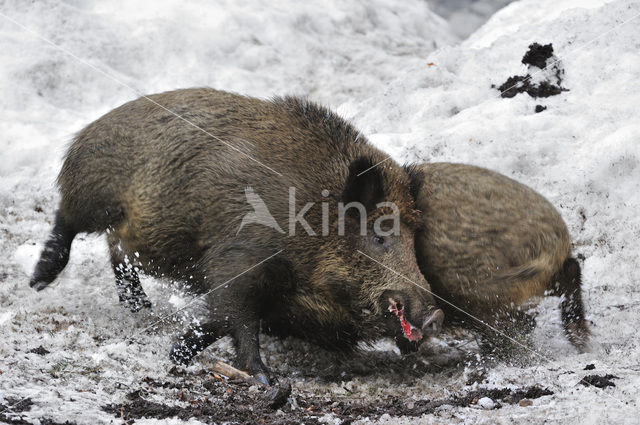 Wild Boar (Sus scrofa)