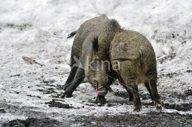 Wild Boar (Sus scrofa)