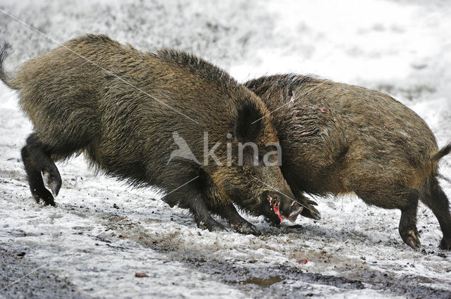 Wild Boar (Sus scrofa)