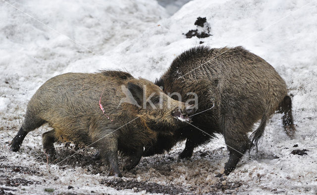 Wild Boar (Sus scrofa)