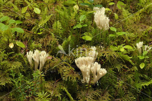 Witte koraalzwam (Clavulina coralloides)