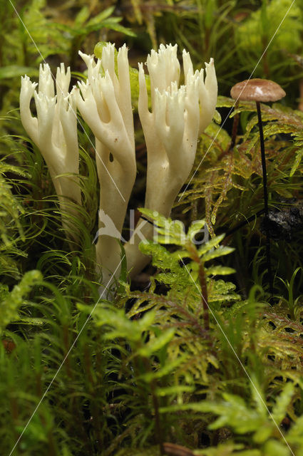 Witte koraalzwam (Clavulina coralloides)