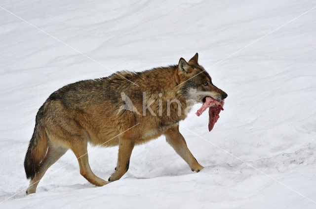 Grey Wolf (Canis lupus)