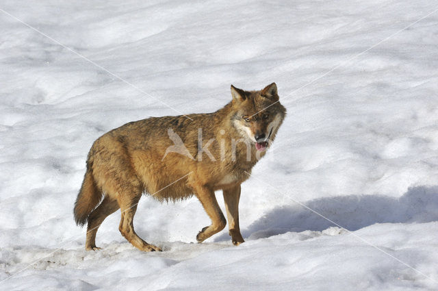 Grey Wolf (Canis lupus)