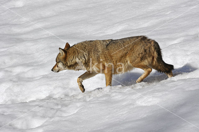 Grey Wolf (Canis lupus)