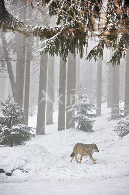 Wolf (Canis lupus)