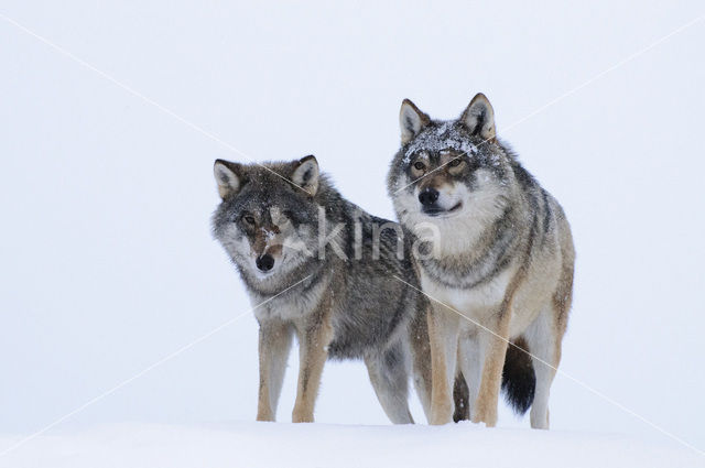 Grey Wolf (Canis lupus)