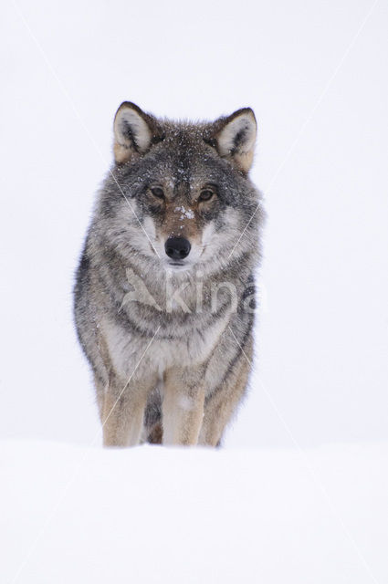 Grey Wolf (Canis lupus)