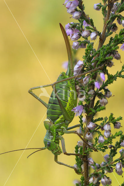 Zadelsprinkhaan (Ephippiger ephippiger)