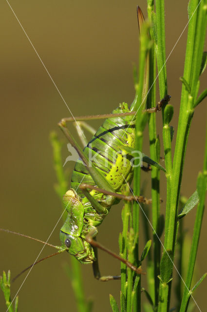Saddle-backed Bush-cricket (Ephippiger ephippiger)