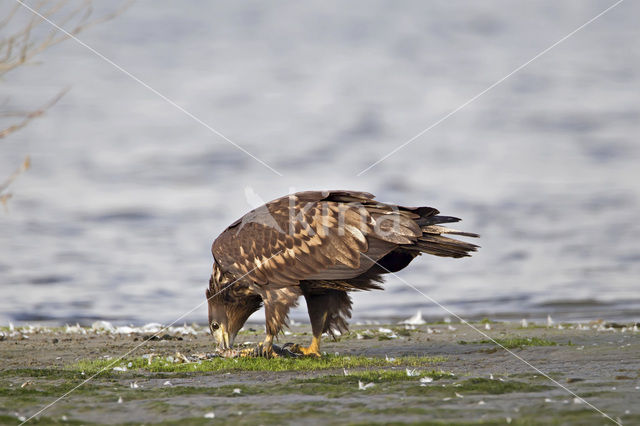 Zeearend (Haliaeetus albicilla)