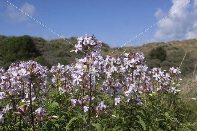 Zeepkruid (Saponaria officinalis)