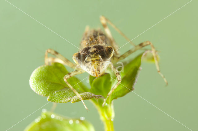 Zuidelijke heidelibel (Sympetrum meridionale)