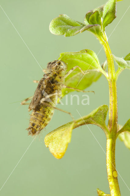 Zuidelijke heidelibel (Sympetrum meridionale)