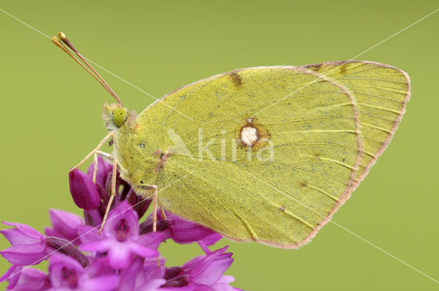 Zuidelijke luzernevlinder (Colias alfacariensis)