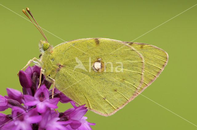 Zuidelijke luzernevlinder (Colias alfacariensis)