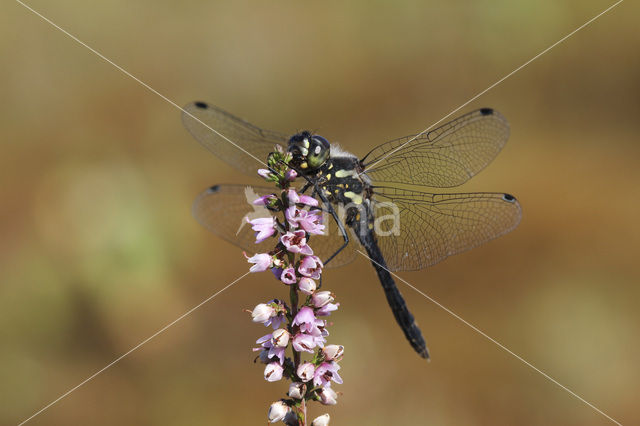 Zwarte heidelibel (Sympetrum danae)