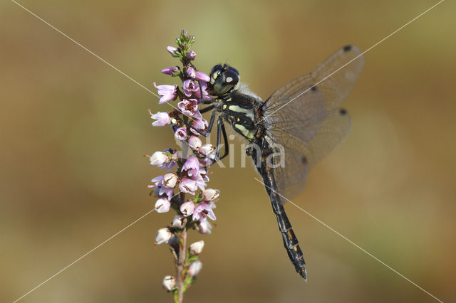 Zwarte heidelibel (Sympetrum danae)