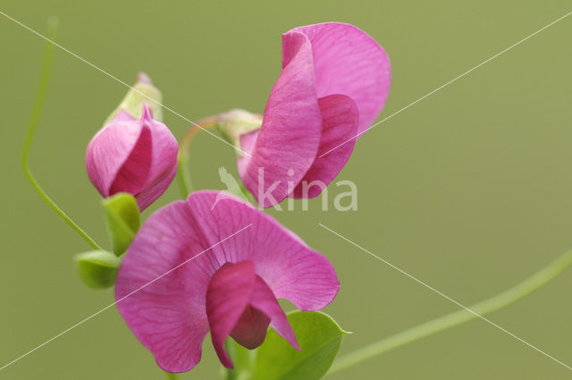 Aardaker (Lathyrus tuberosus)