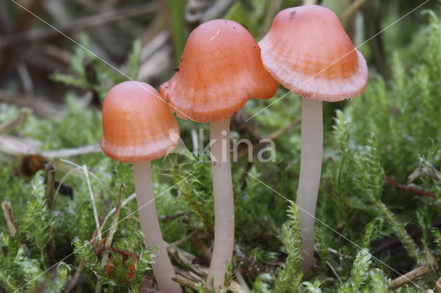 Scarlet bonnet (Mycena adonis)