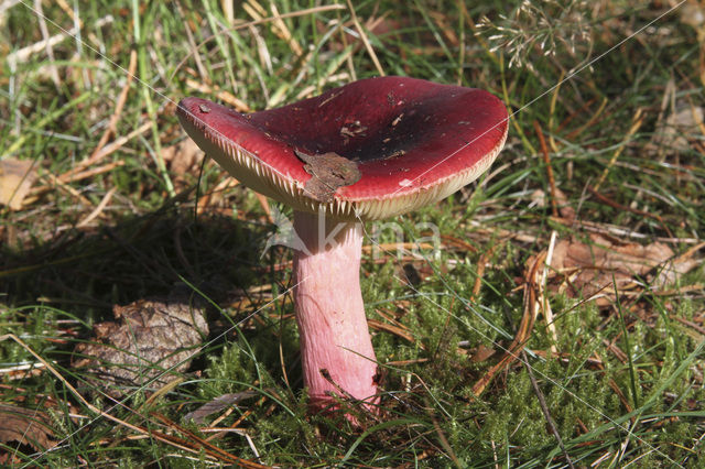 Appelrussula (Russula paludosa)