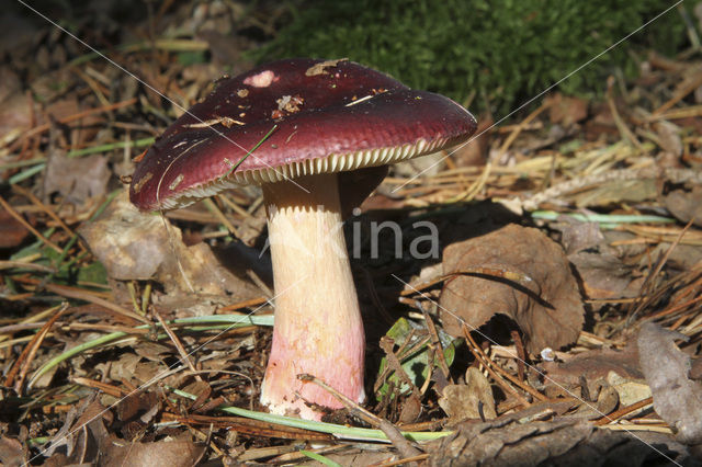 Appelrussula (Russula paludosa)