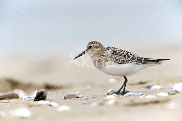 Bairds Strandloper (Calidris bairdii)