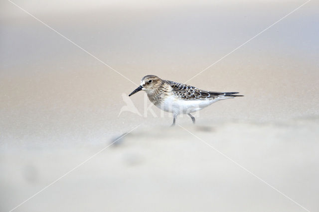 Bairds Strandloper (Calidris bairdii)