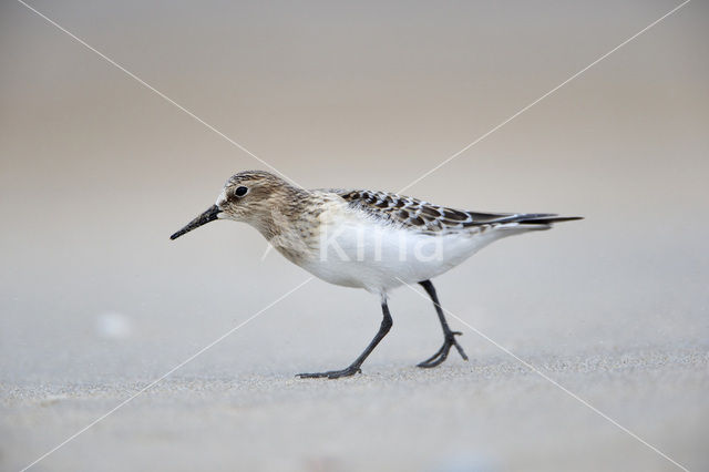 Bairds Strandloper (Calidris bairdii)