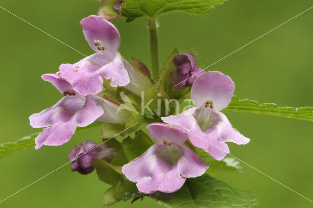 Bastaardmelisse (Melittis melissophyllum)