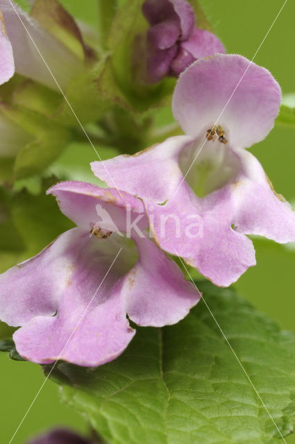 Bastaardmelisse (Melittis melissophyllum)