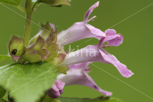 Bastaardmelisse (Melittis melissophyllum)