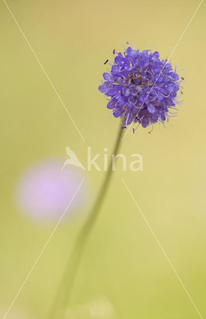 Blauwe knoop (Succisa pratensis)