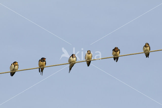 Barn Swallow (Hirundo rustica)