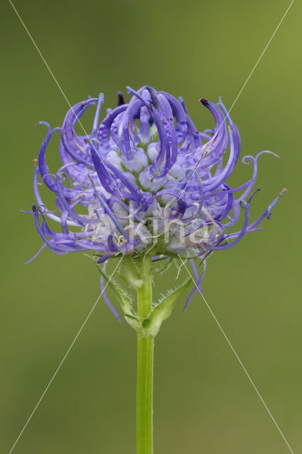 Bolrapunzel (Phyteuma orbiculare)