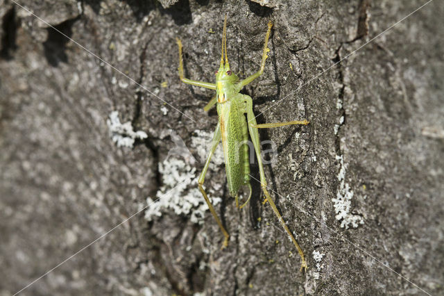 Boomsprinkhaan (Meconema thalassinum)